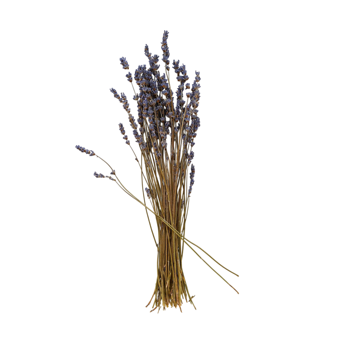 Dried Lavender