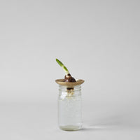 Brass Frogs