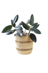 Bolga Planter