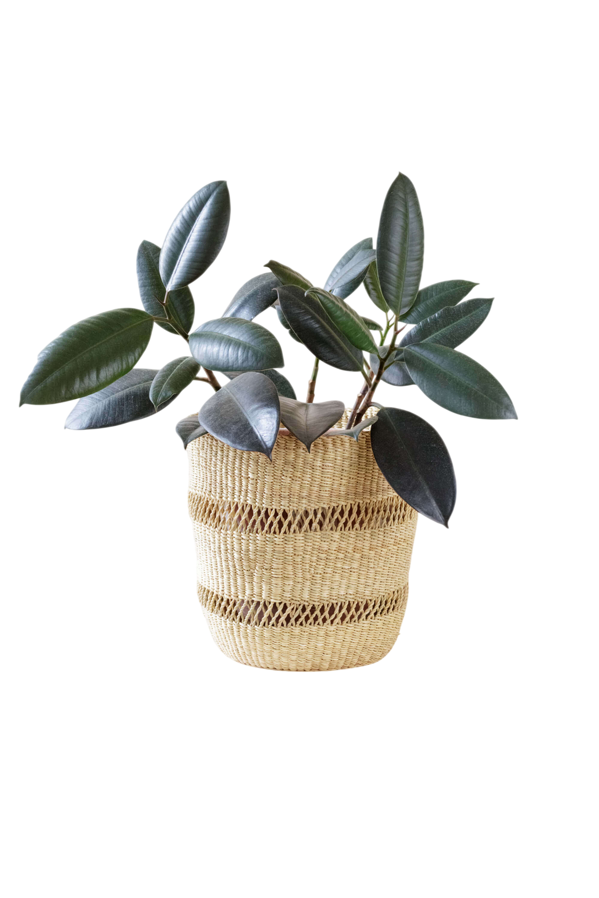 Bolga Planter