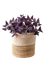 Two-Tone Banana Leaf Planter