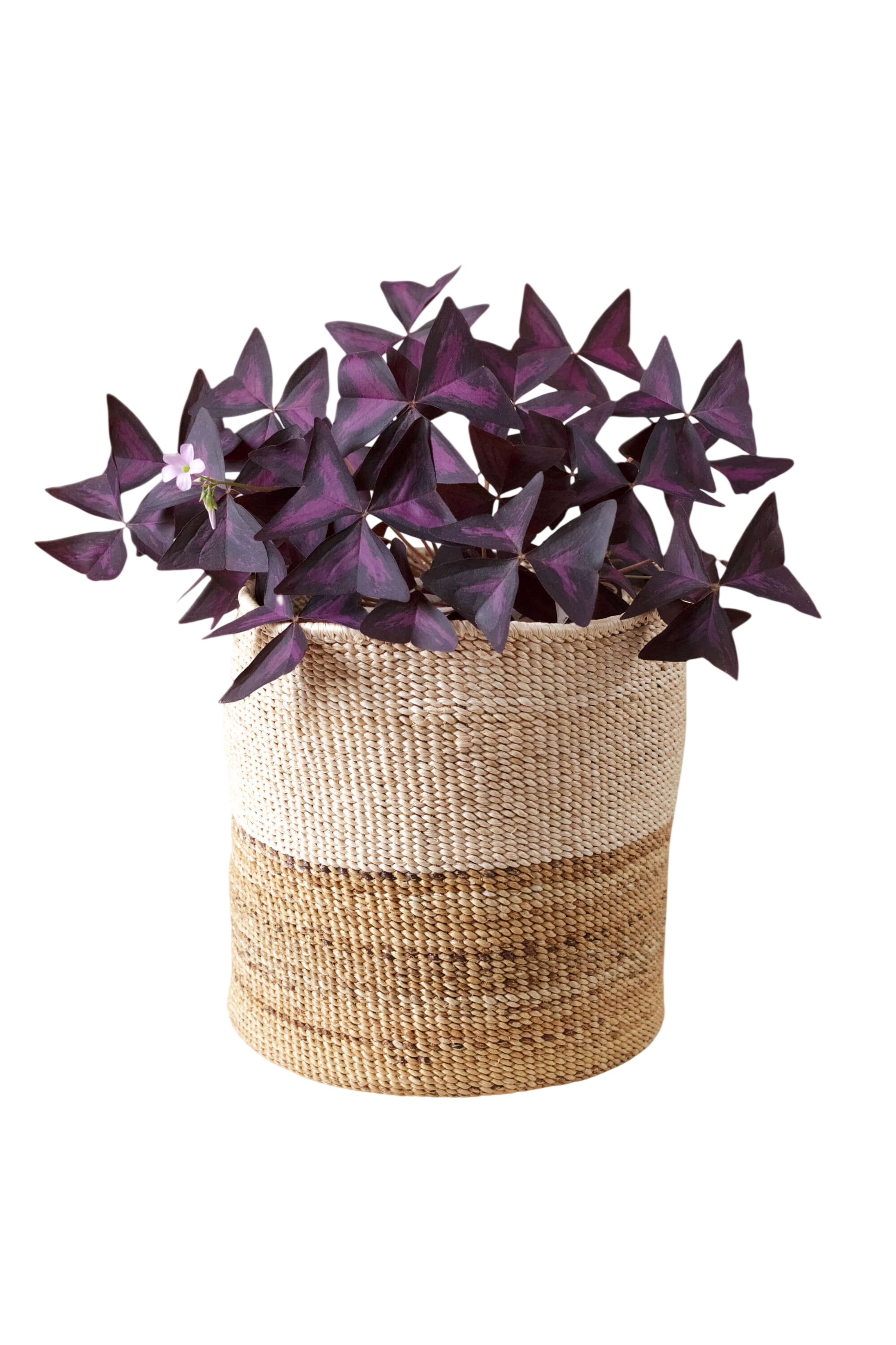 Two-Tone Banana Leaf Planter
