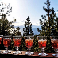 Bee Wine Glasses — Set of 6