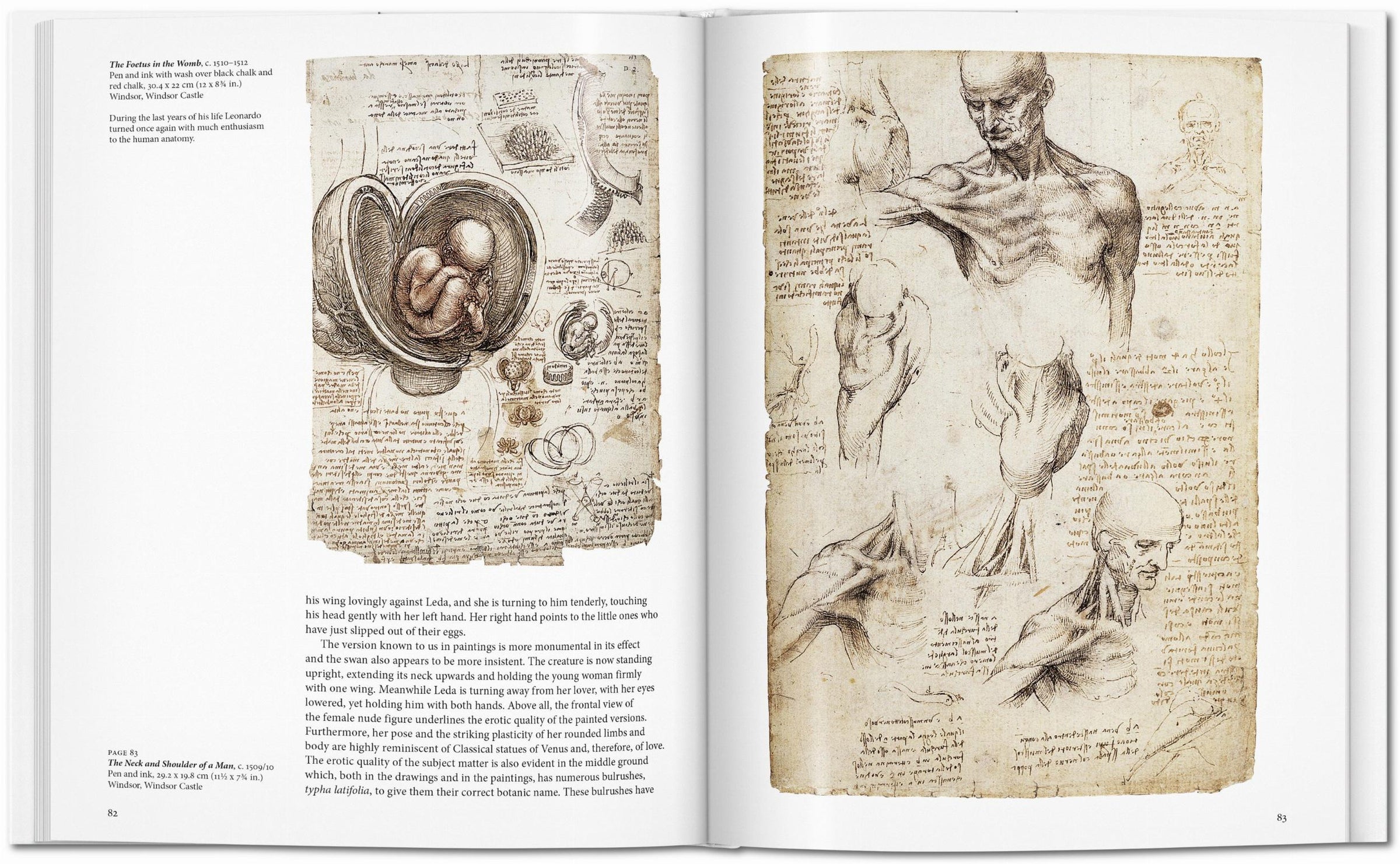 Leonardo (English)