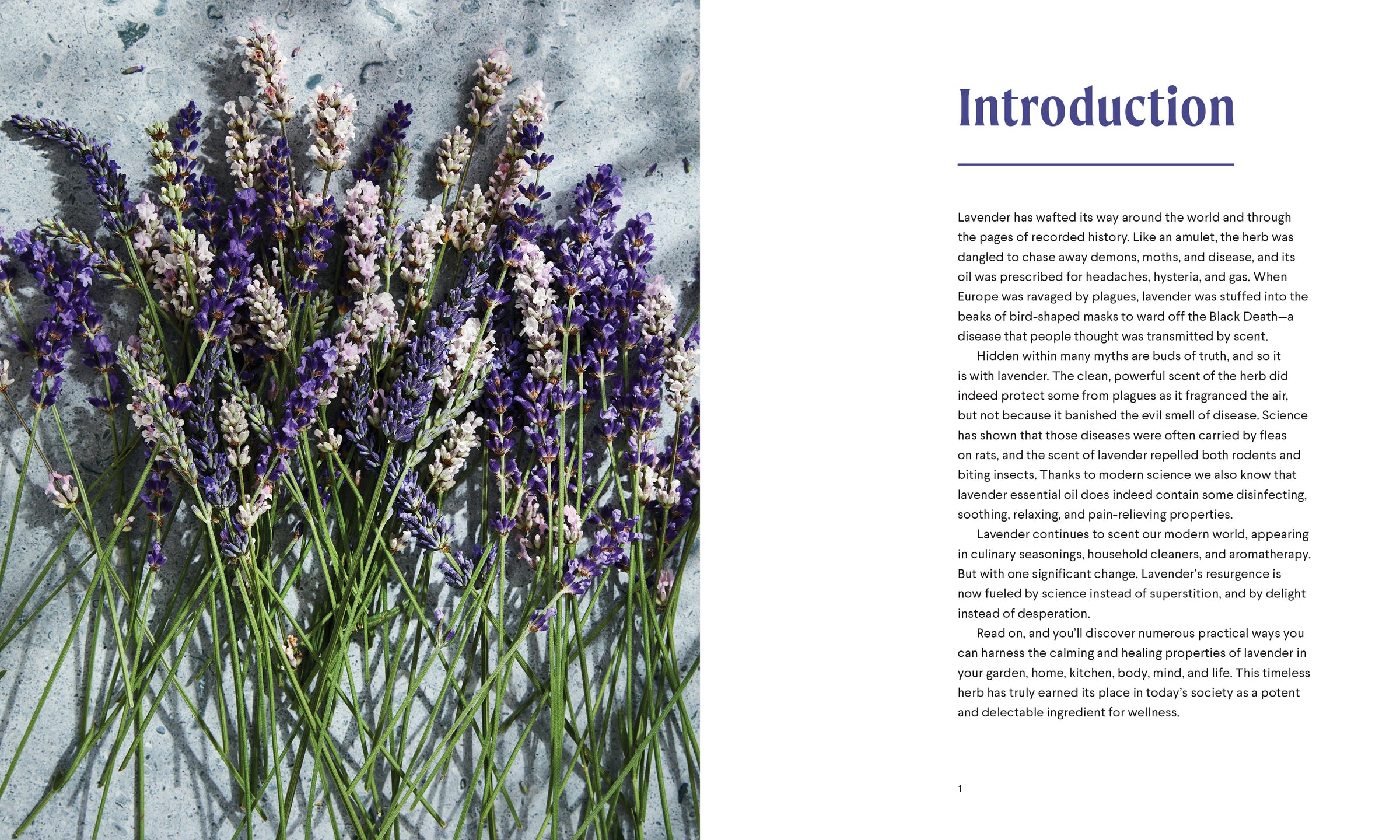Lavender