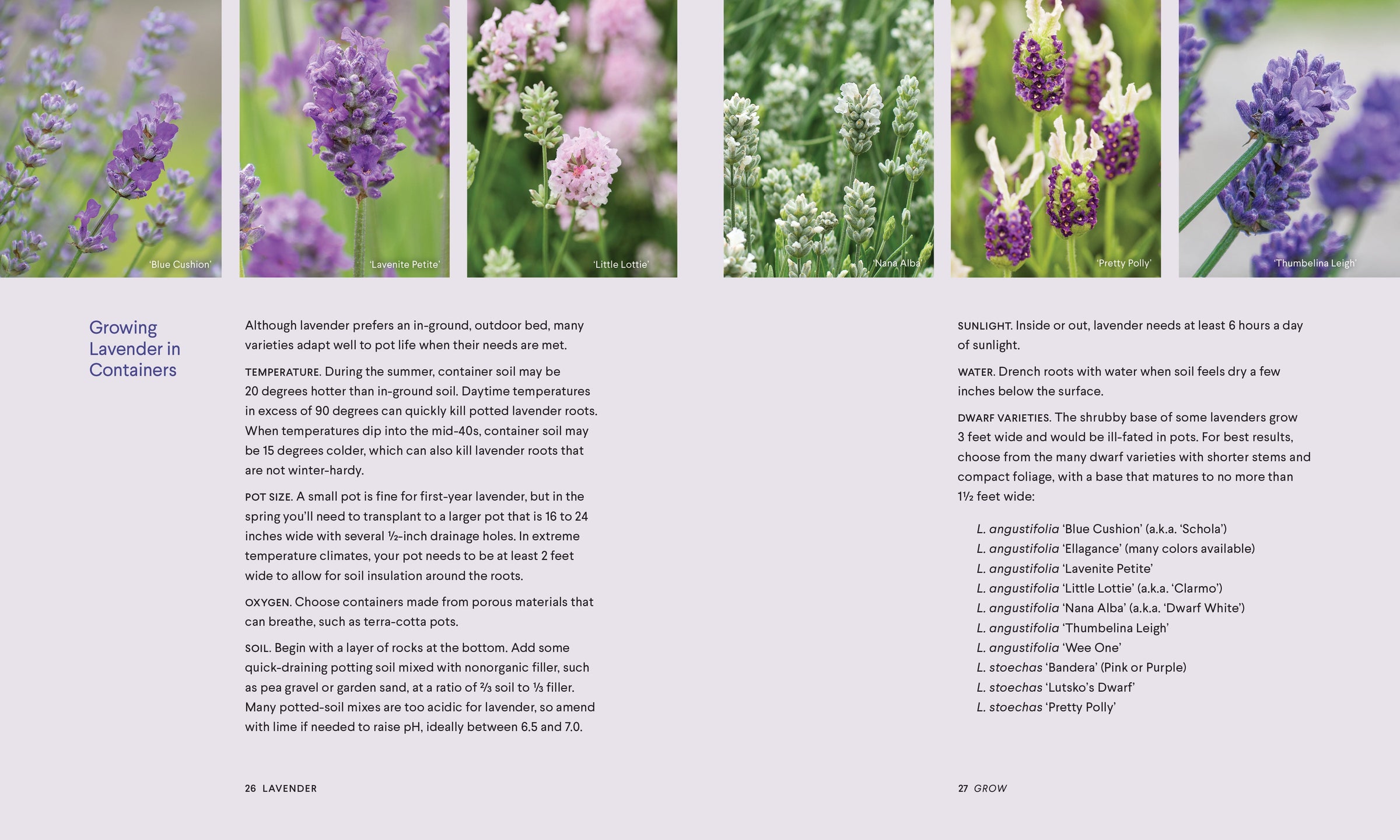 Lavender