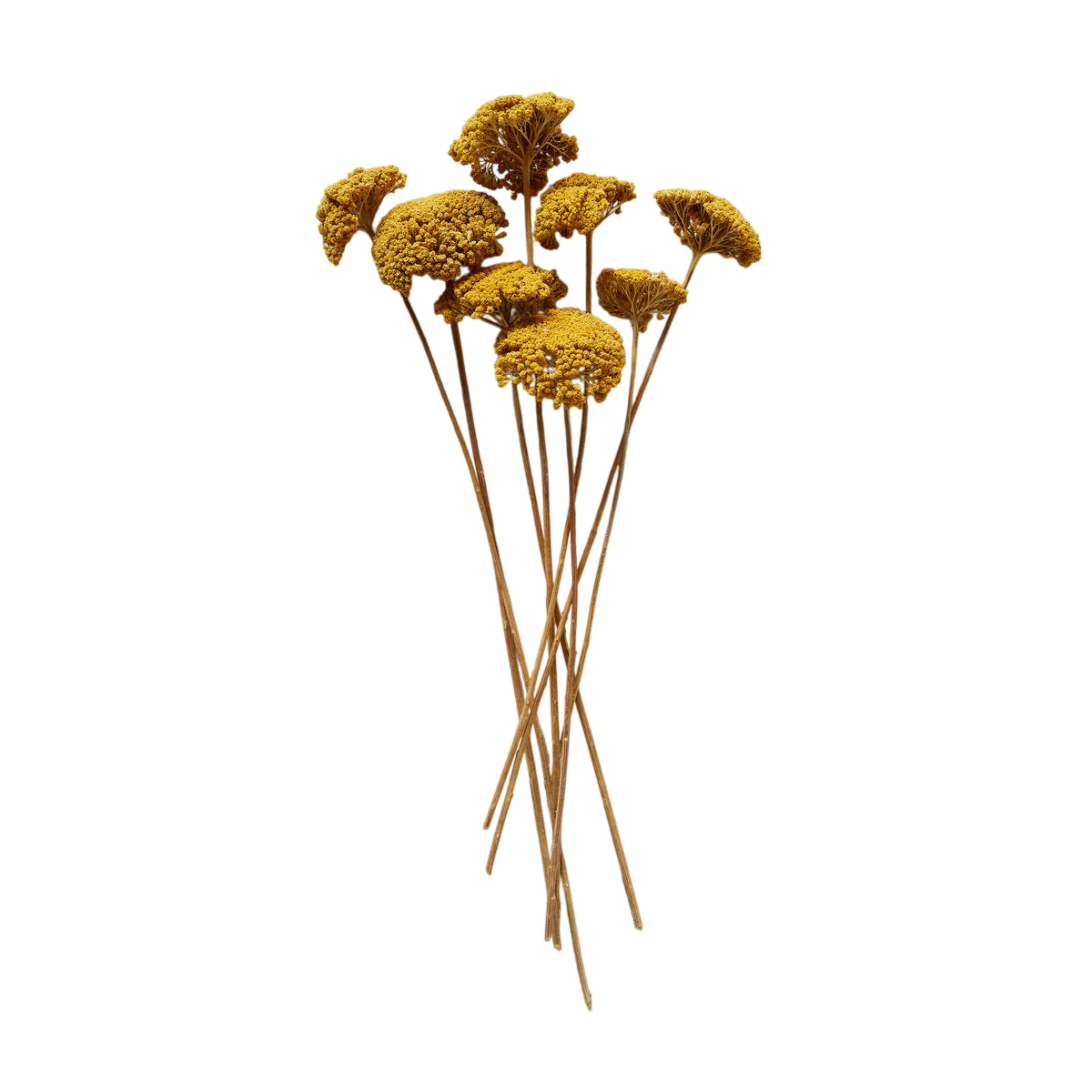 Dried Natural Yarrow