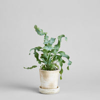 Tray for Basic Planter, White Patina