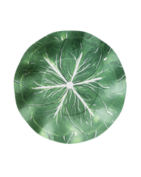 Classic Cabbage Dinner Plate Set of 12 - Kelly Green