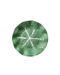 Classic Cabbage Dessert Plate Set - Kelly Green