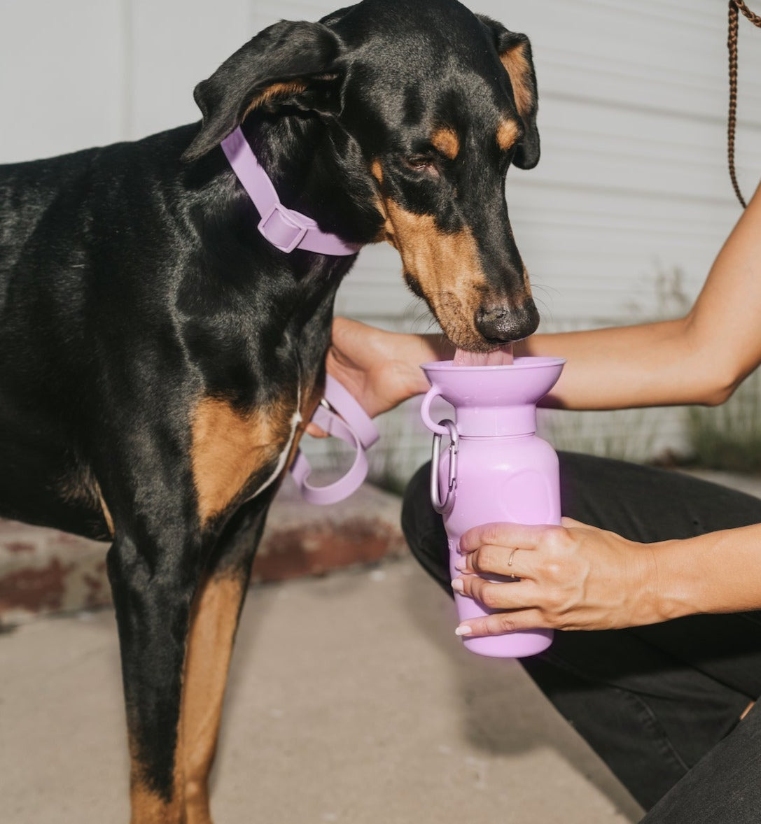 22oz Original Dog Travel Water Bottle