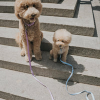 Original Dog Leash with Neoprene Handle - 5ft