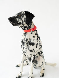 Original Waterproof Dog Collar