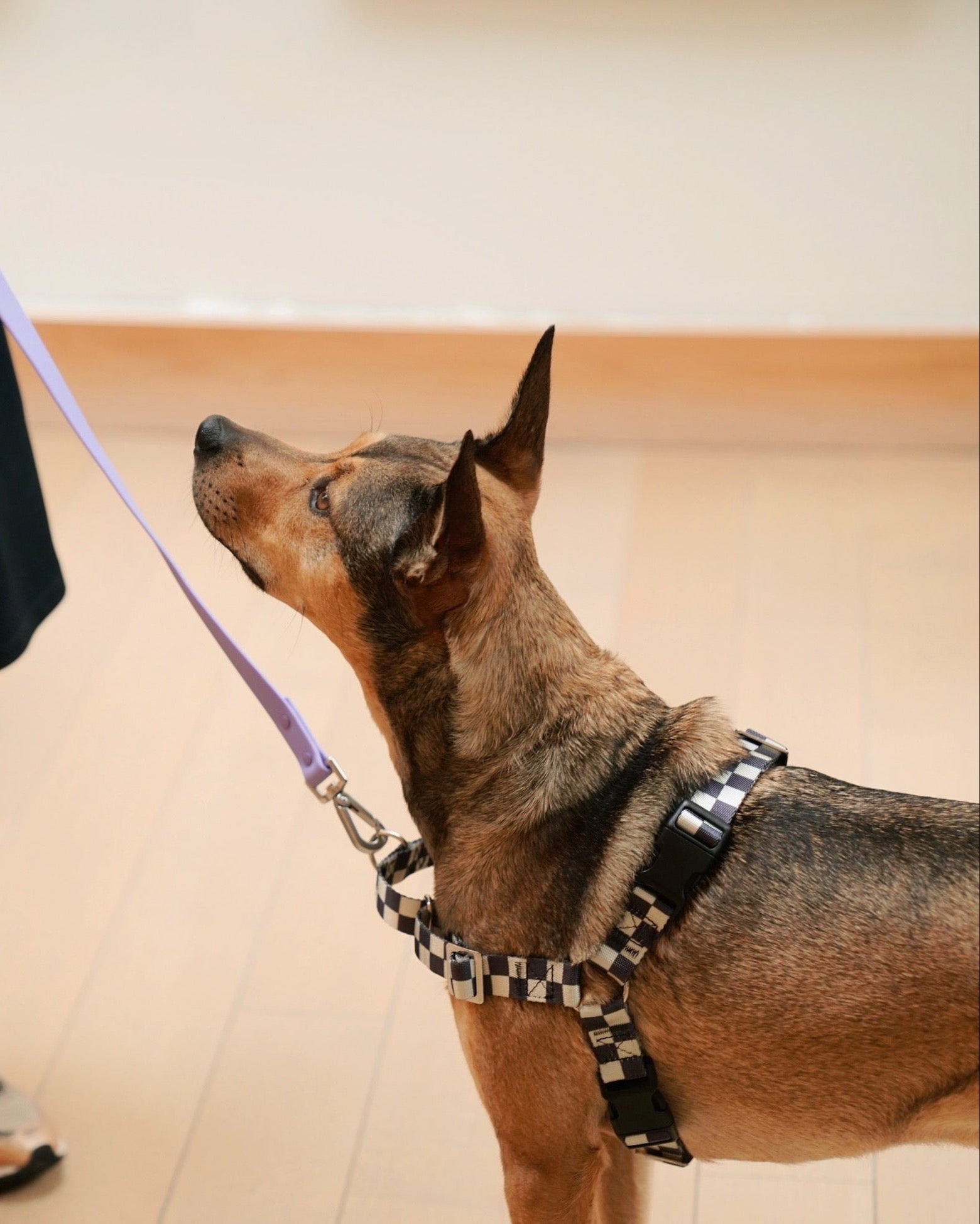 The Fritz Harness