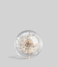 Dandelion Botanical Resin Paperweight