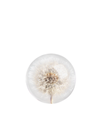 Dandelion Botanical Resin Paperweight