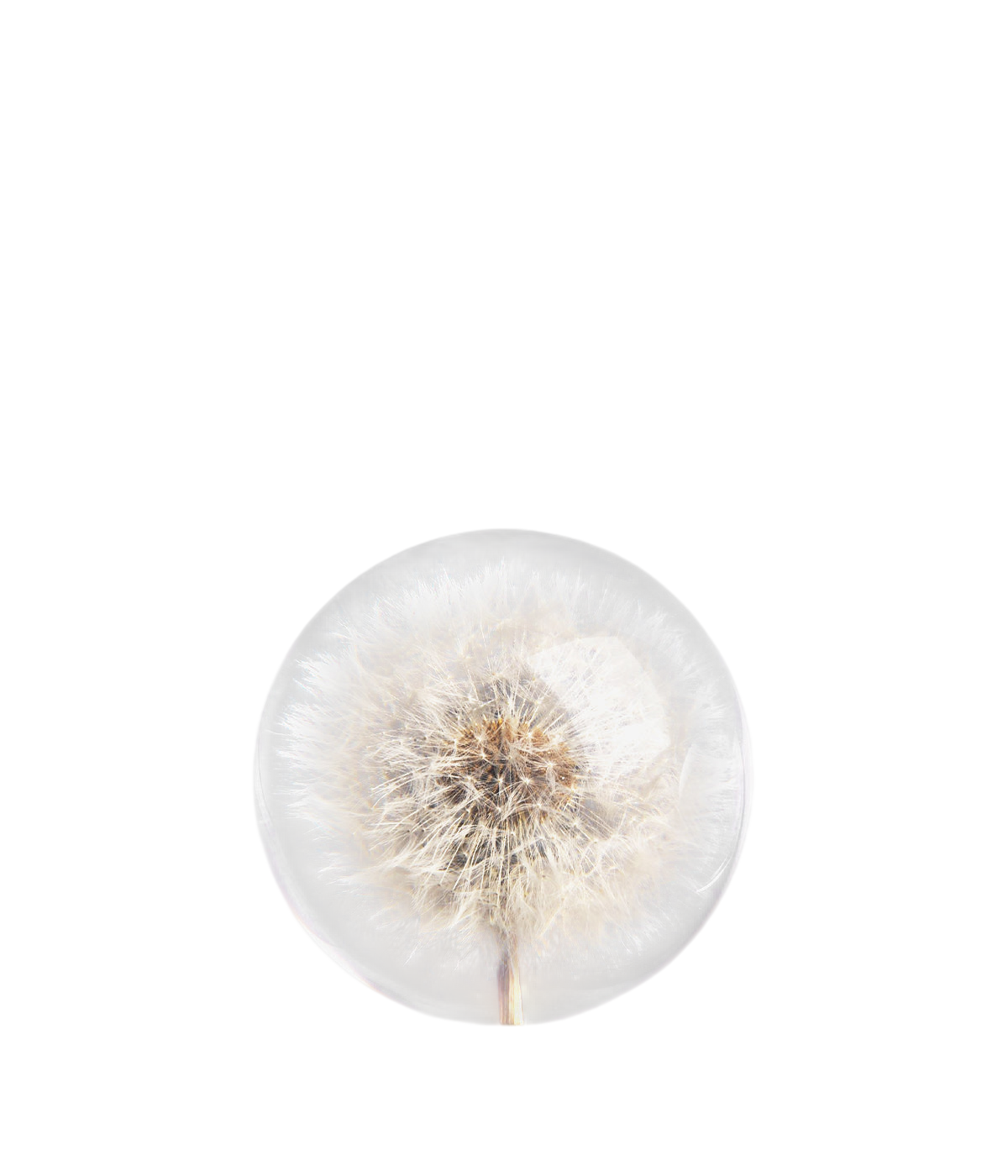 Dandelion Botanical Resin Paperweight