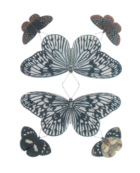 Mirrored Butterfly Tray