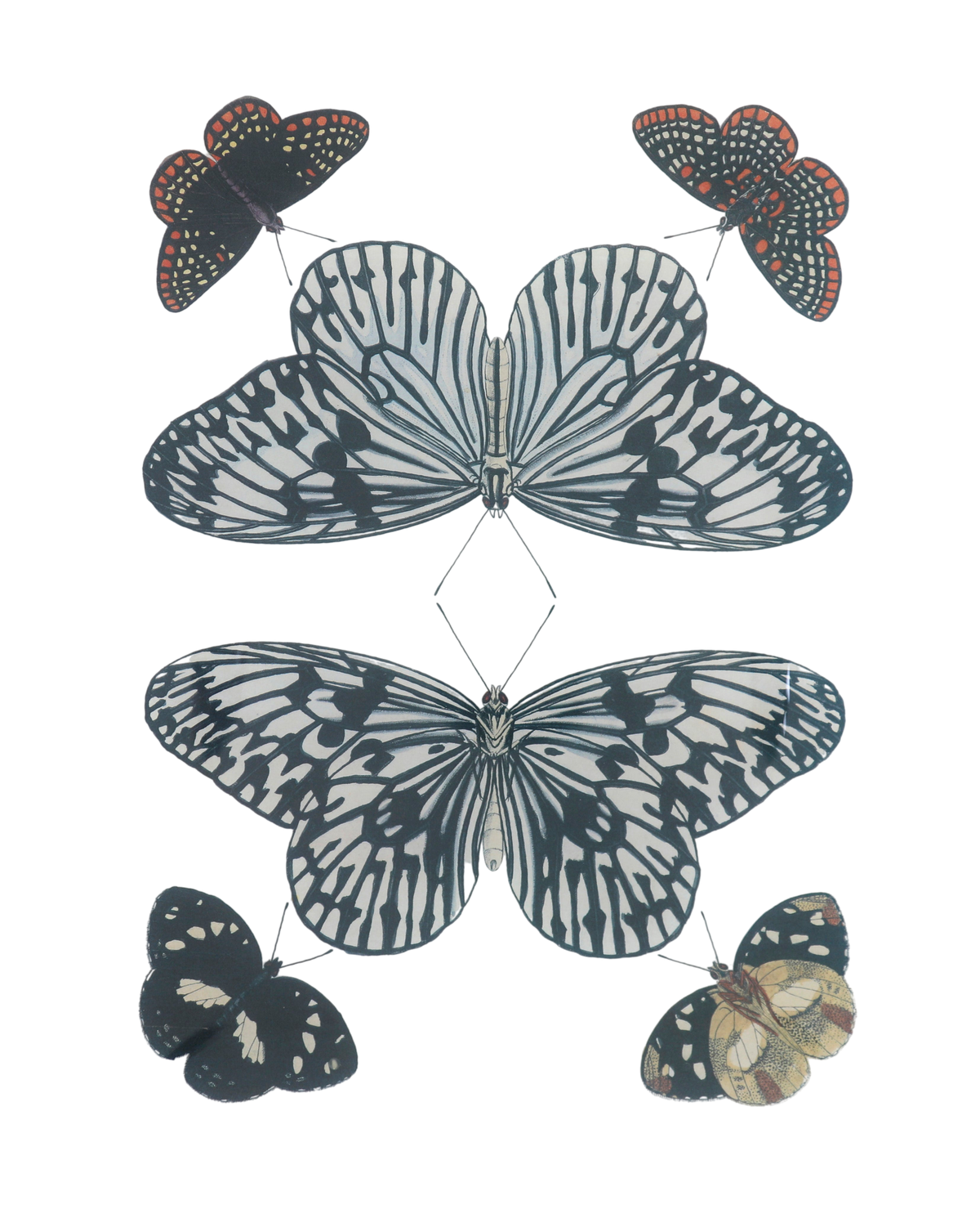Mirrored Butterfly Tray