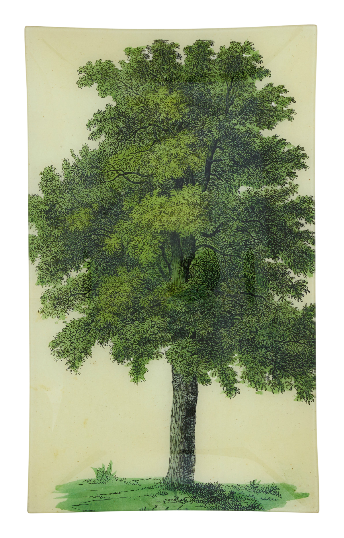 Oak Tree Tray