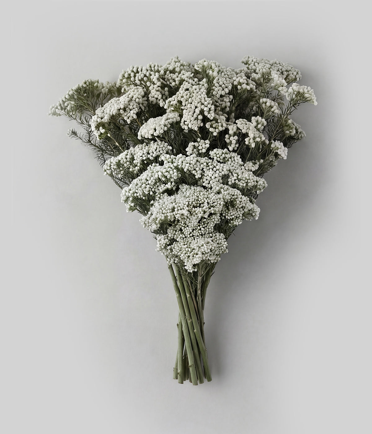 Preserved White Rice Flower