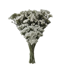 Preserved White Rice Flower
