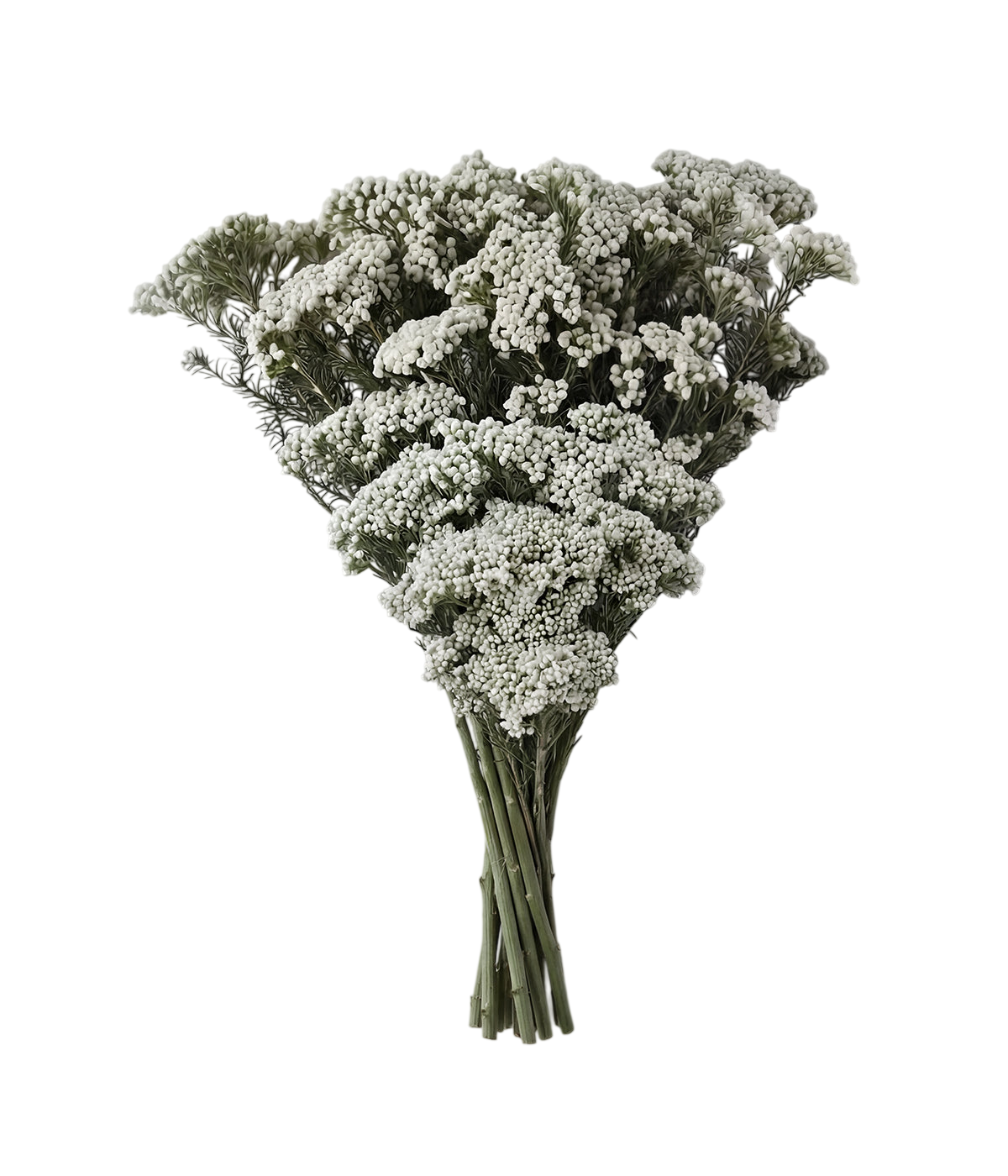 Preserved White Rice Flower