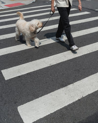 Original City Dog Leash - 3.25ft