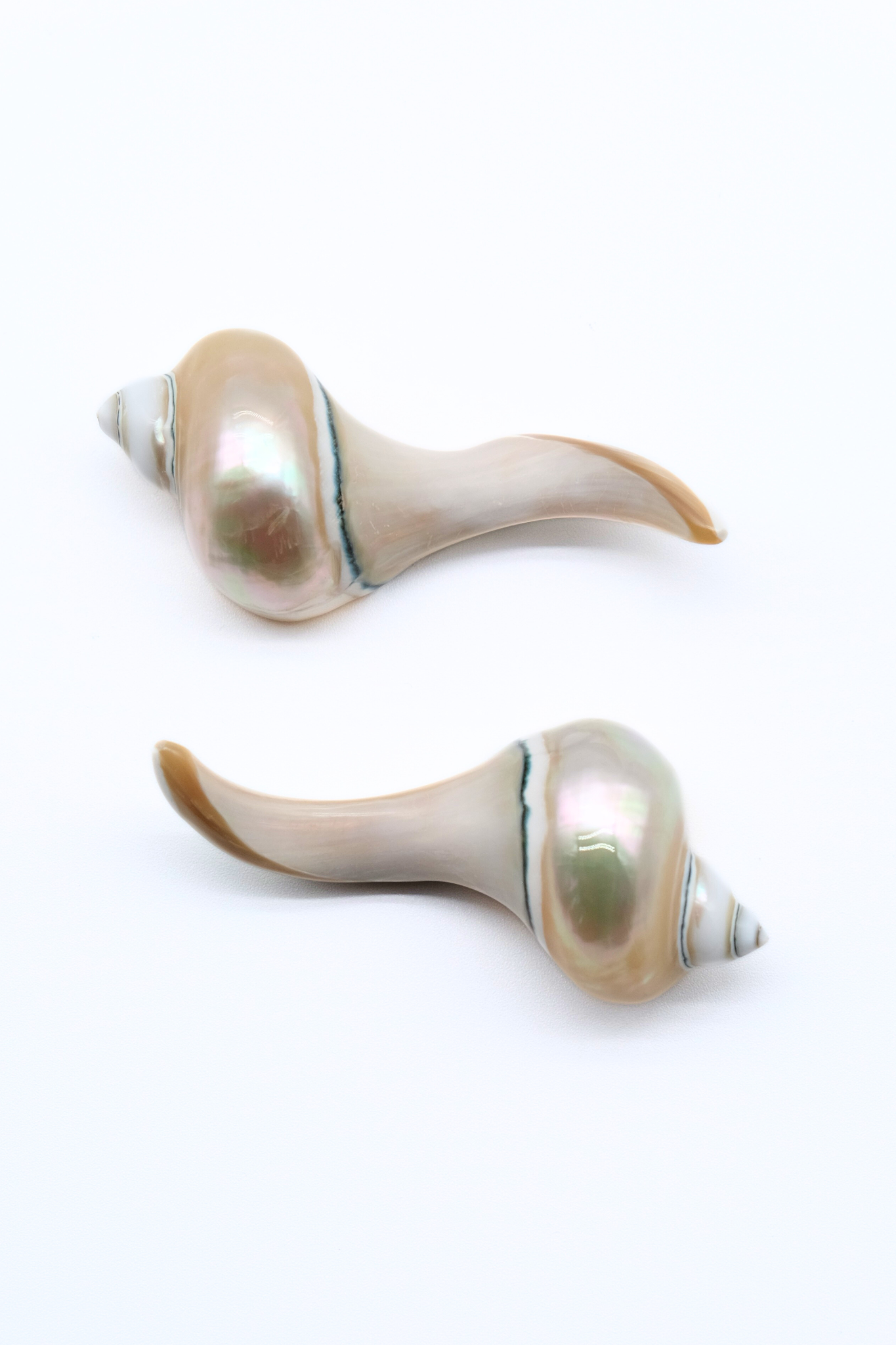 Seashell Chopstick Rest