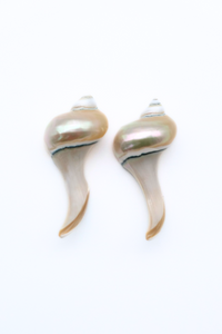 Seashell Chopstick Rest