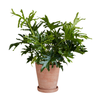 Whitewash Terracotta Studio Planter