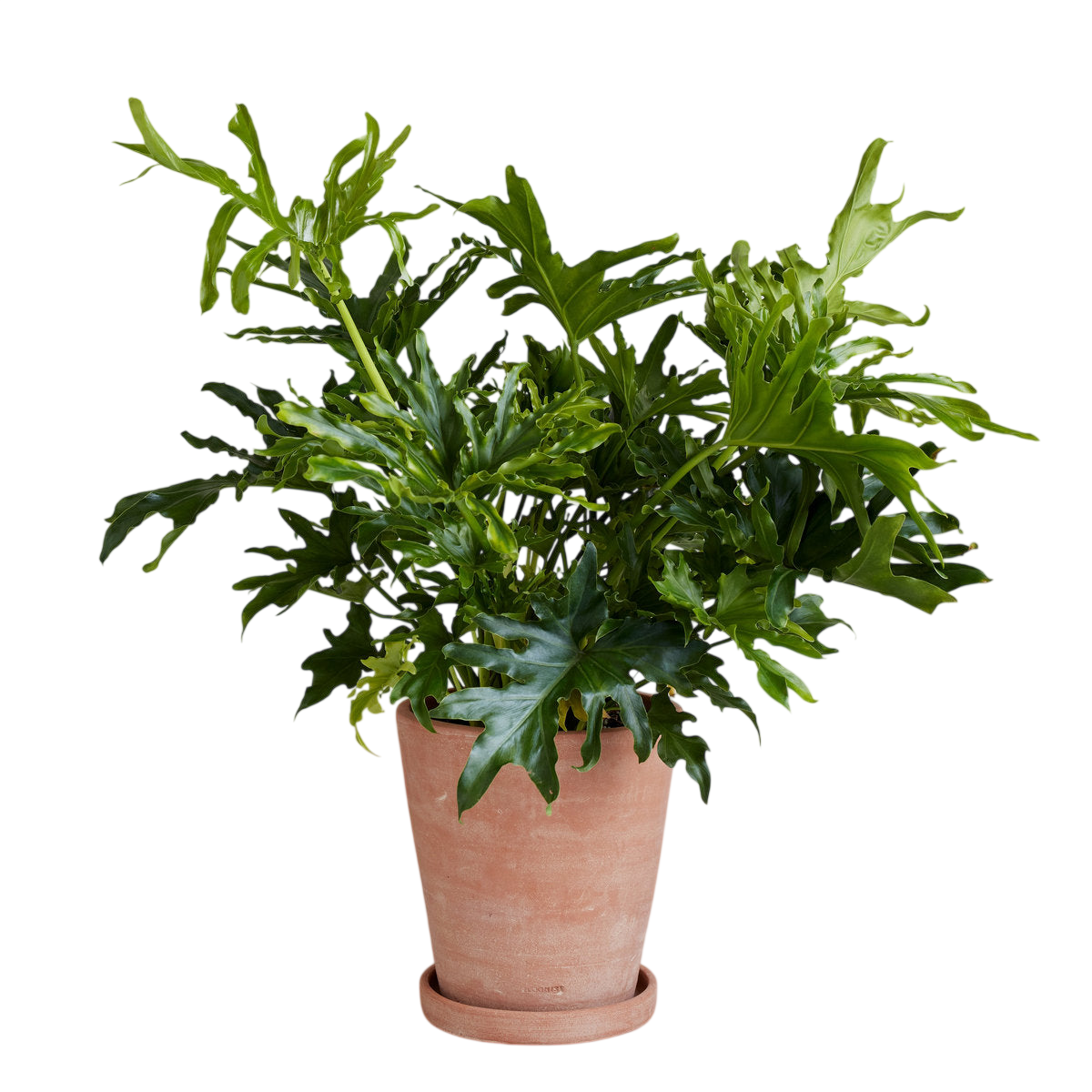 Whitewash Terracotta Studio Planter