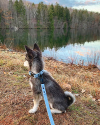 Signature Collar