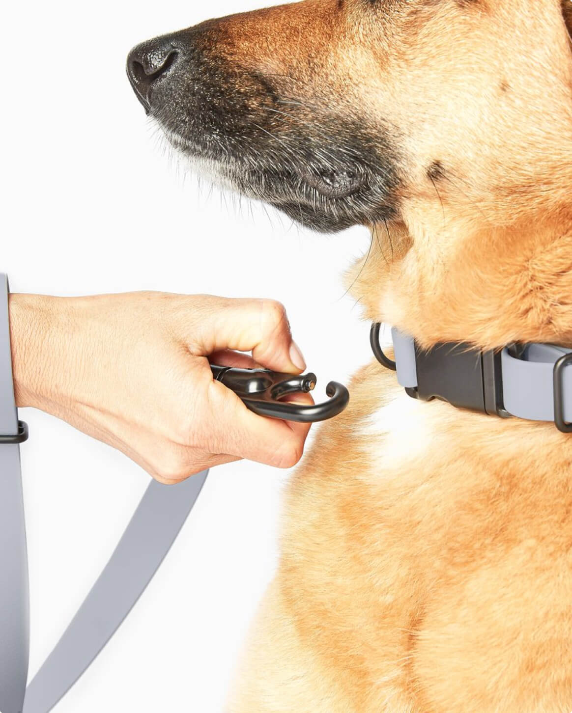 Signature Collar