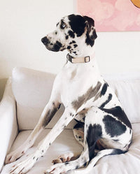 Signature Collar