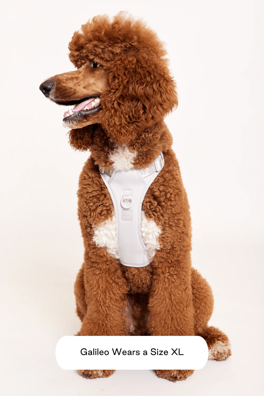 Easy Fit Dog Harness