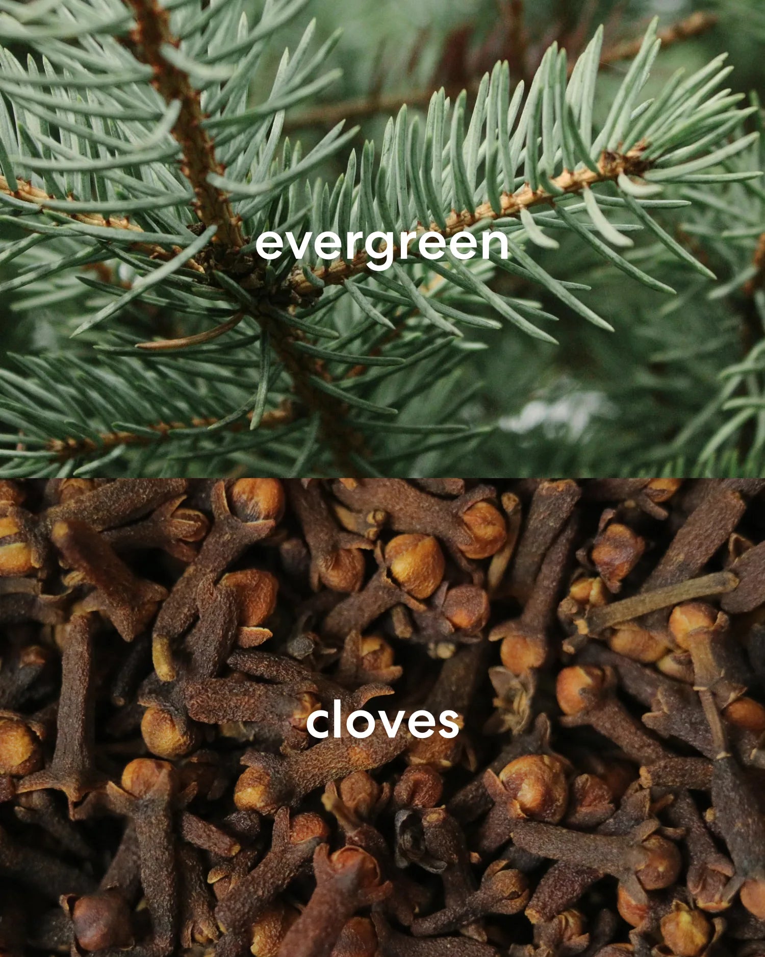 The Christmas Tree Guy