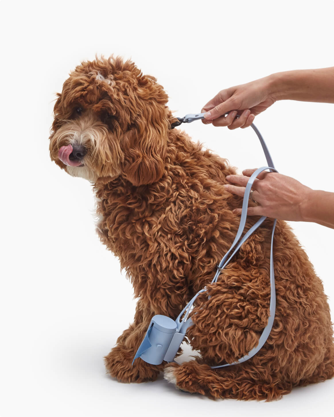 Signature Leash