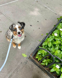 Signature Leash