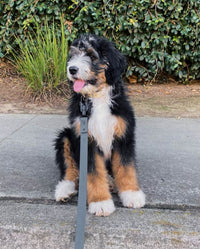 Signature Leash