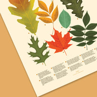 Trees of the Midwest Print