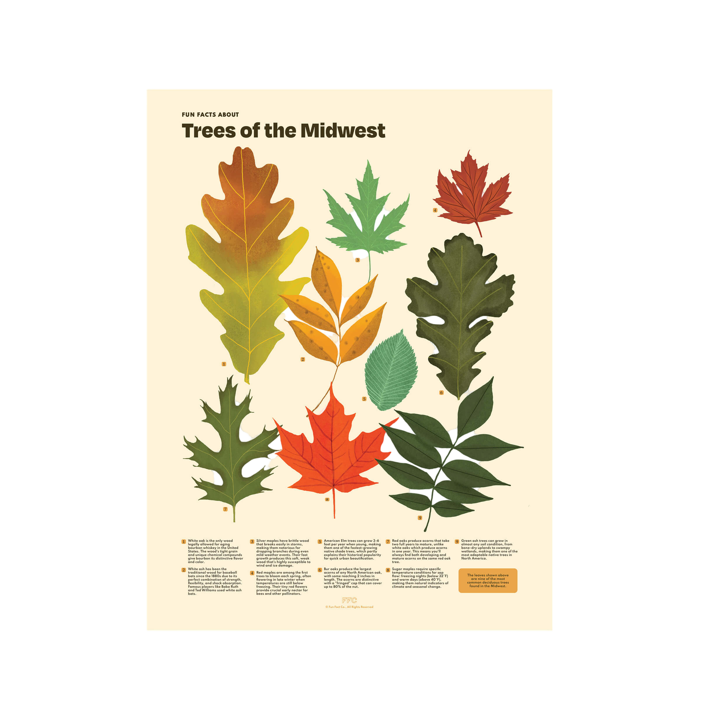 Trees of the Midwest Print